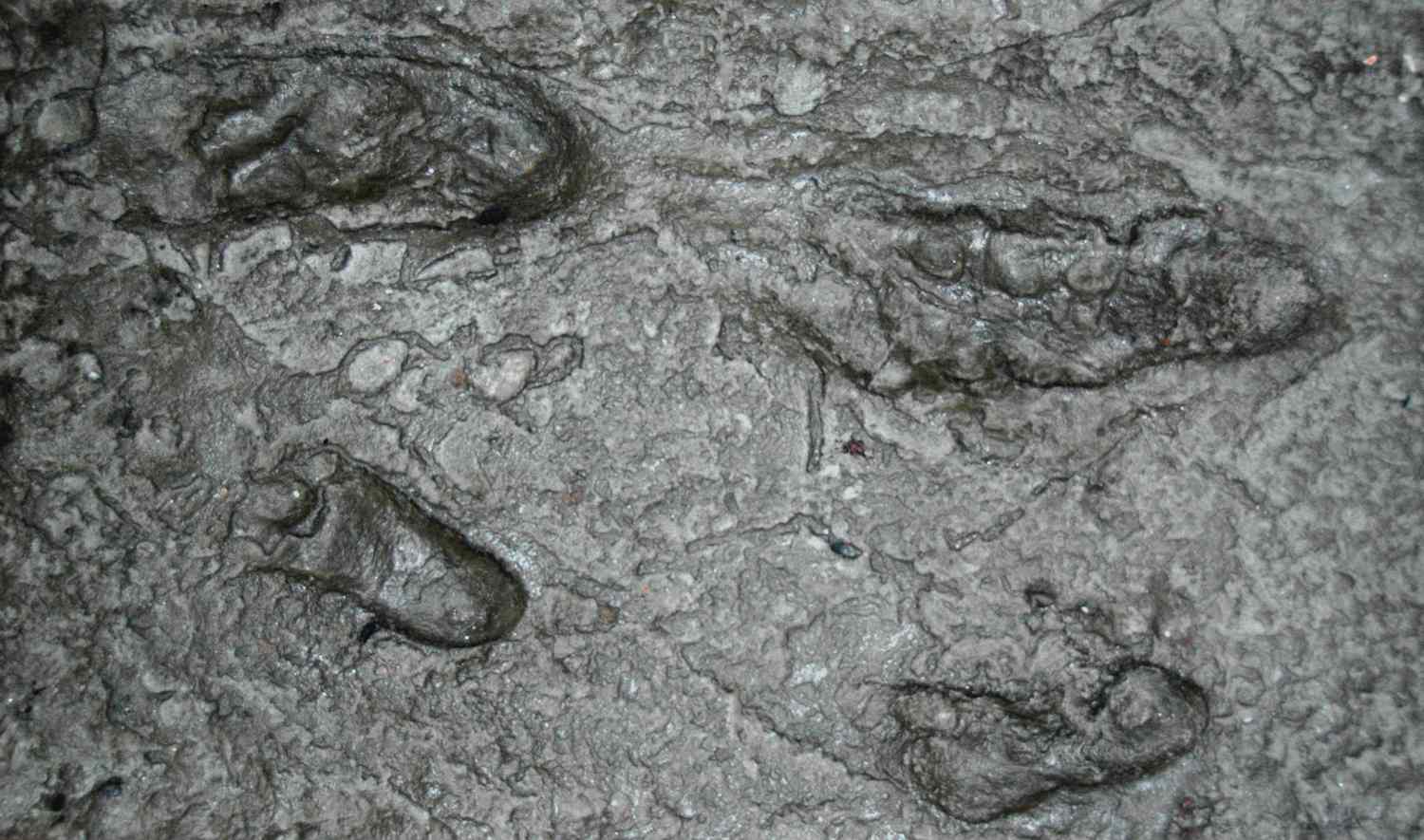 Ancient Hominid Footprints