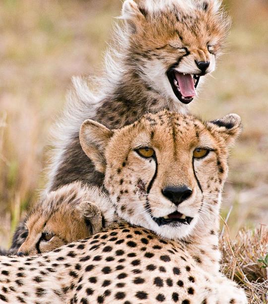 Cheetahs