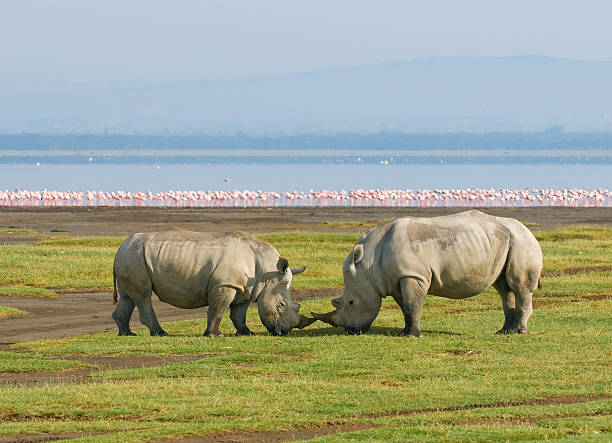 Ngorongoro