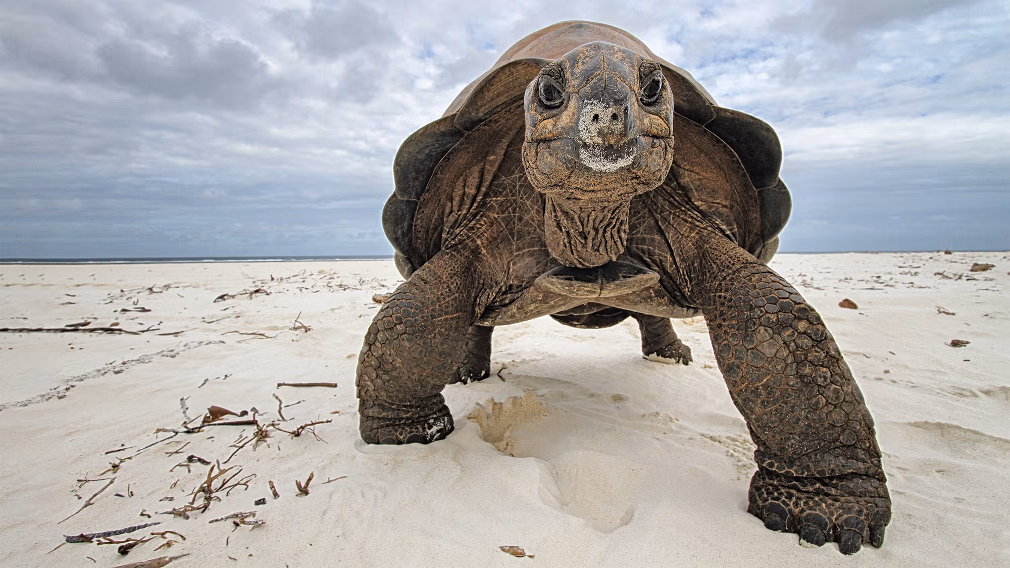 Aldabra Giant Tortoises