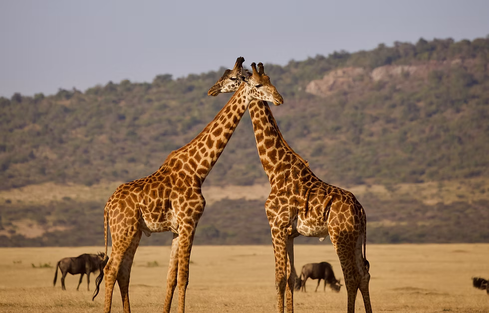 Maasai Giraffe Interaction