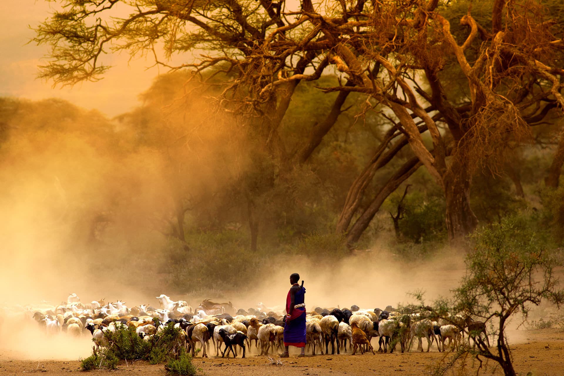 Maasai Pastoralists Landscape