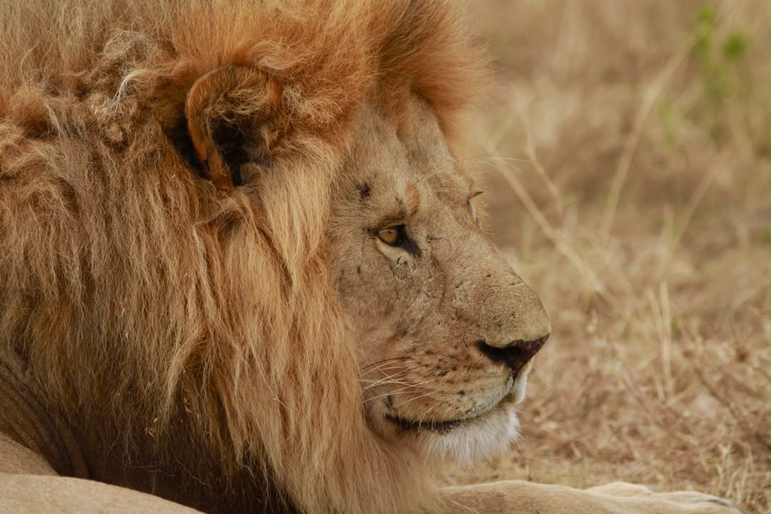 Lions