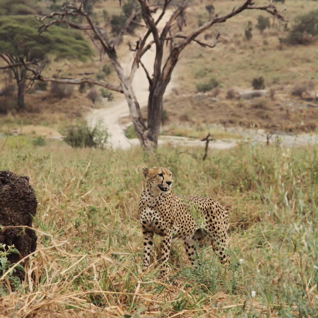 Lions