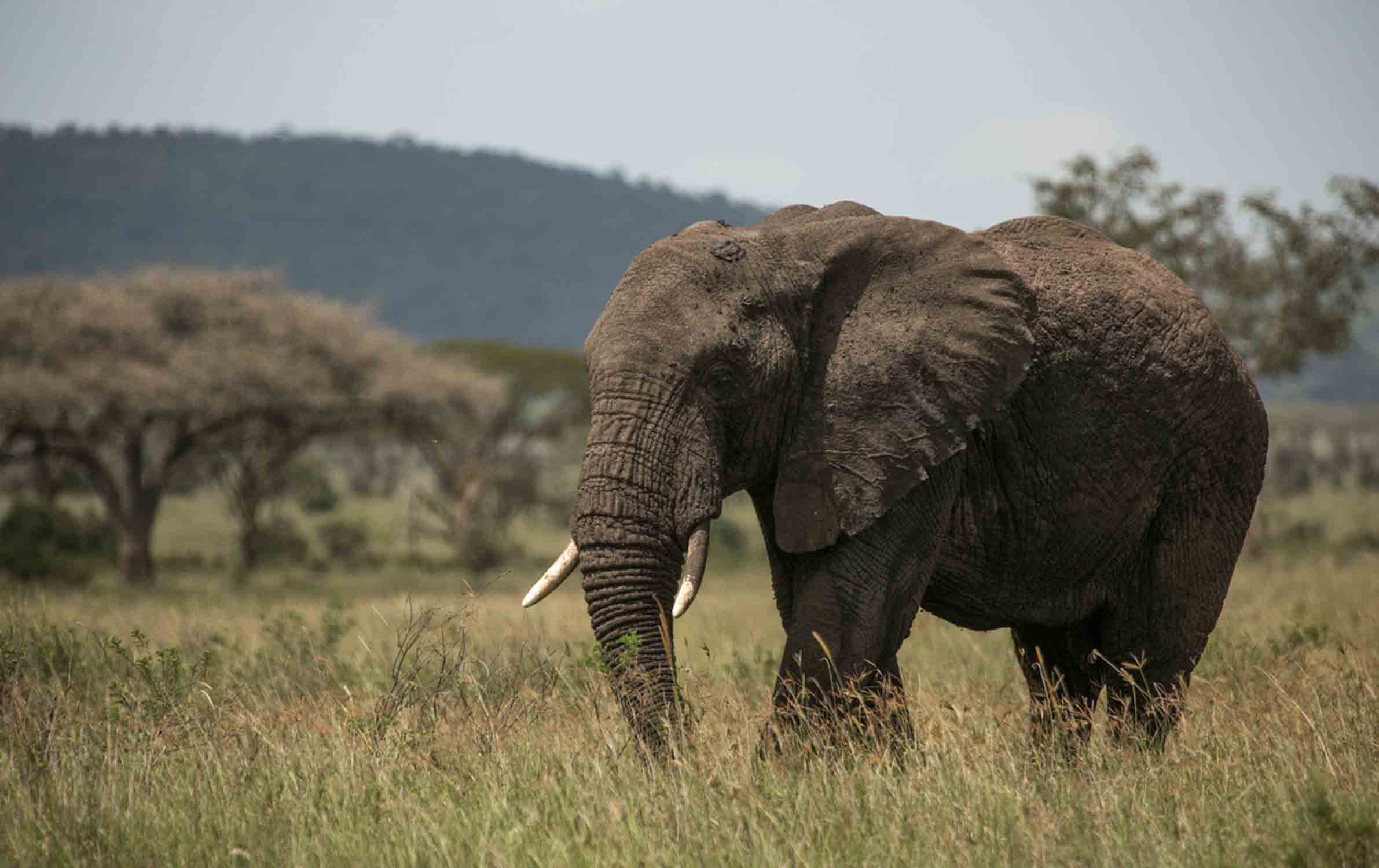 Cheetahs