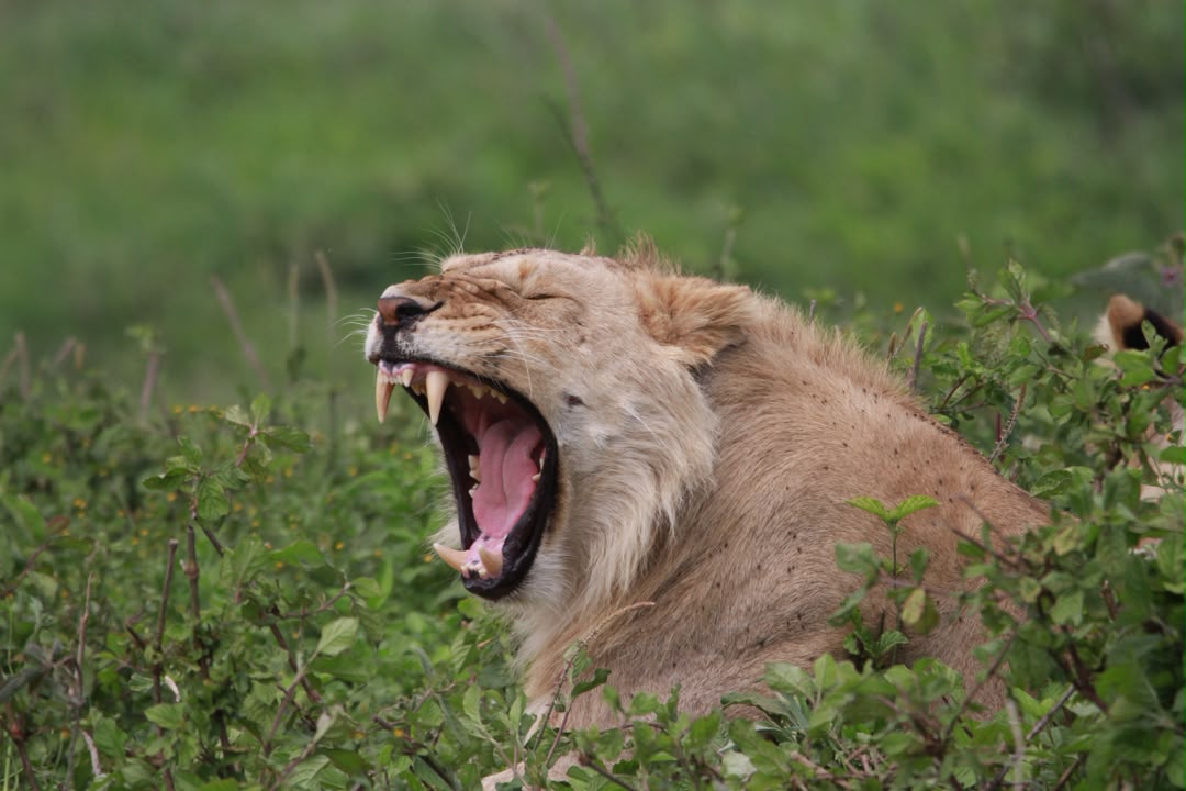 Lions