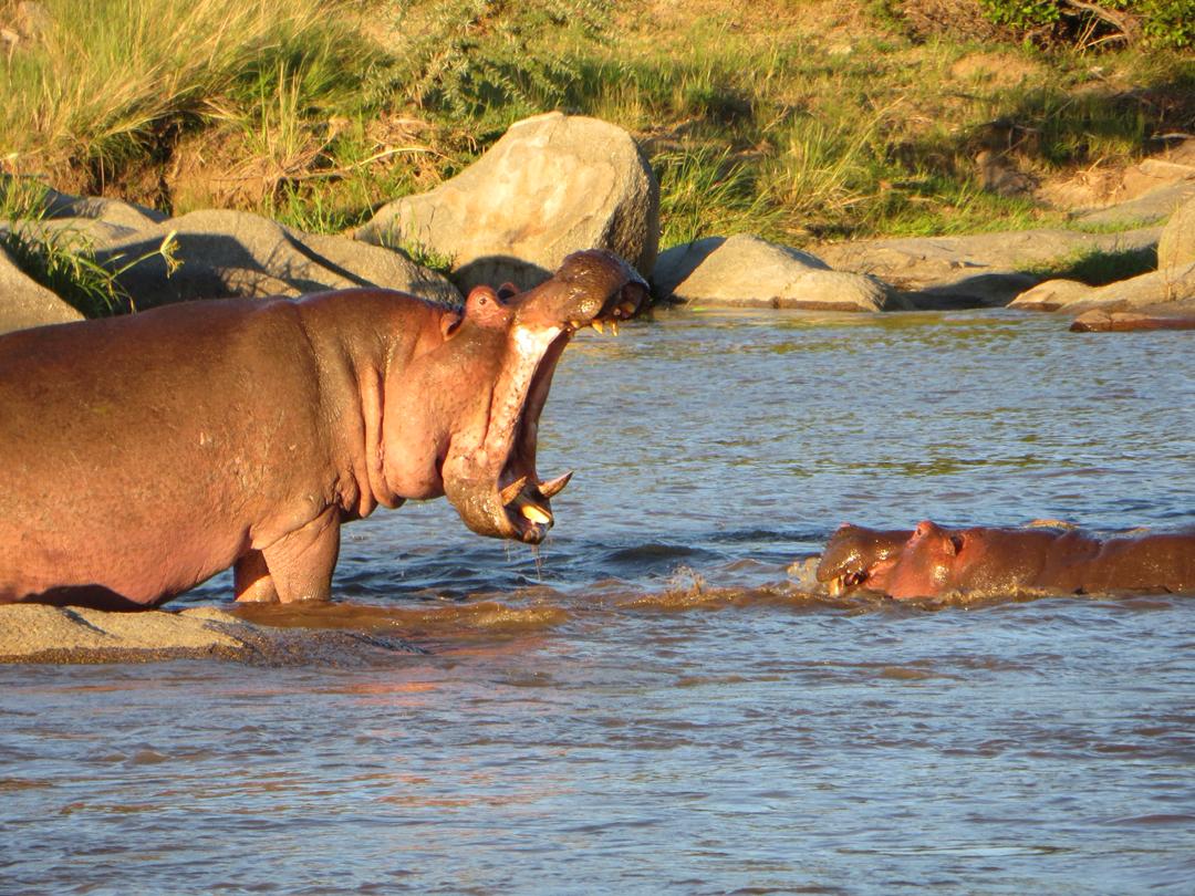 Lions