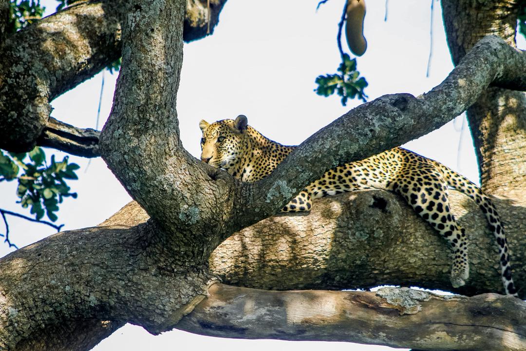 Lions