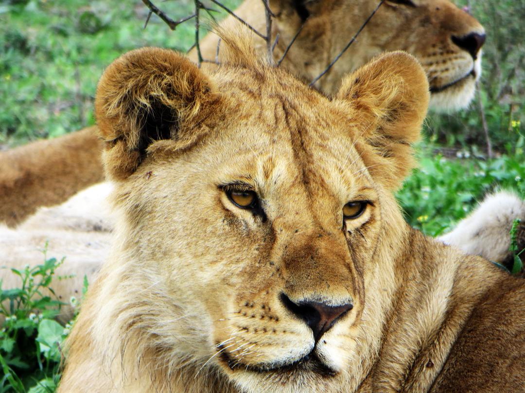 Lions