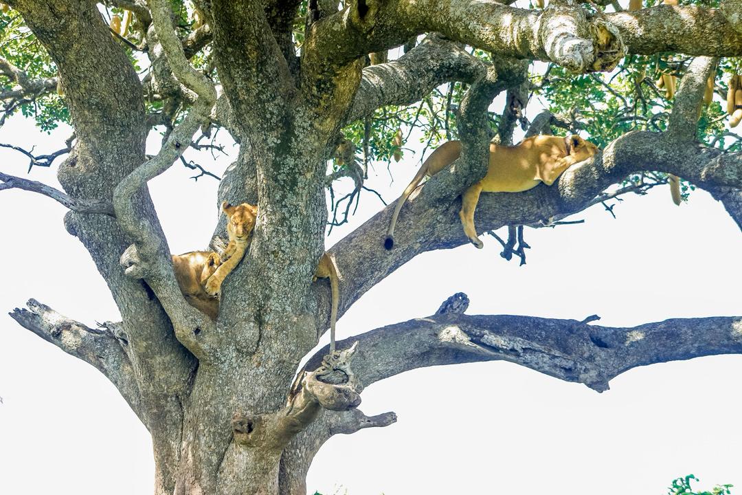 Lions