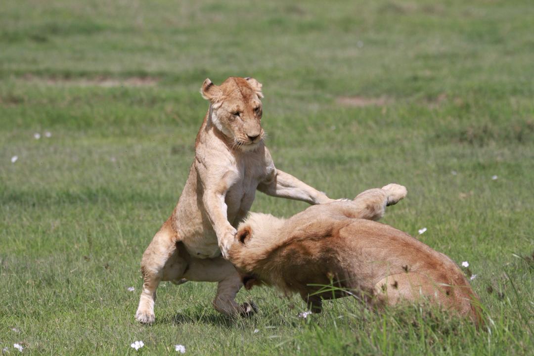 Lions