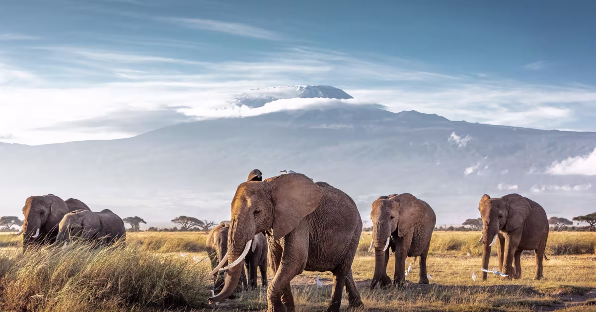 Amboseli Elephant Encounters