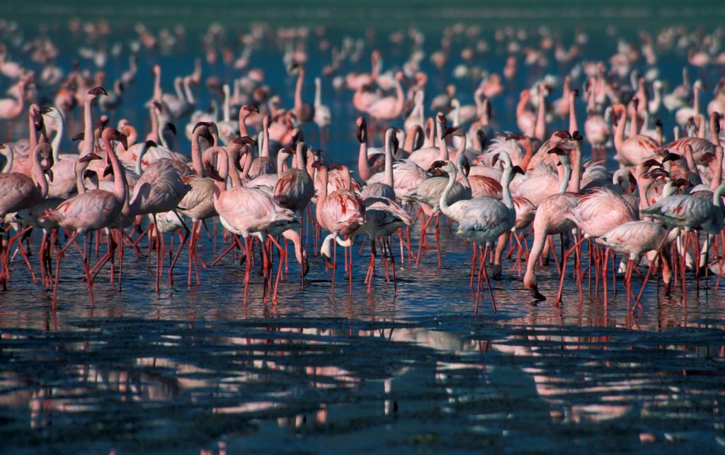 Lake Nakuru Birdlife Shorelines