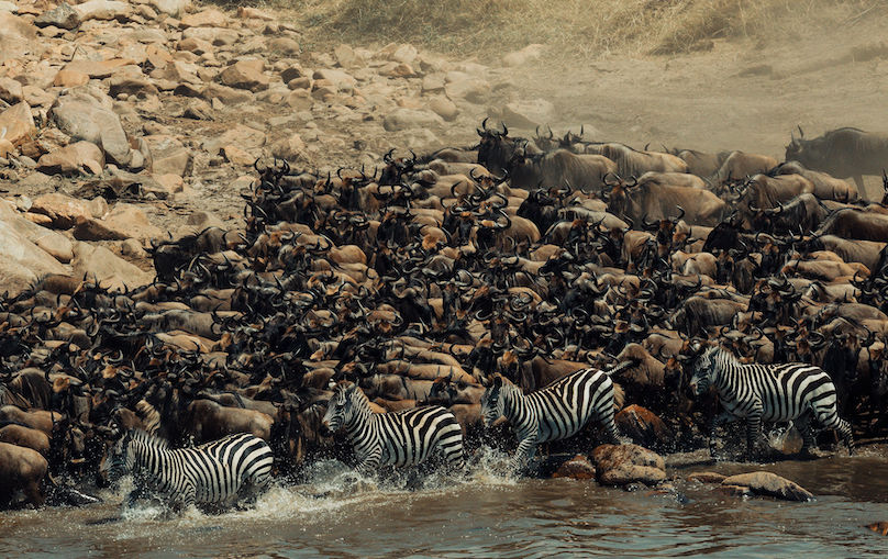 Kenya Nyumbu Signature Majestic Safari