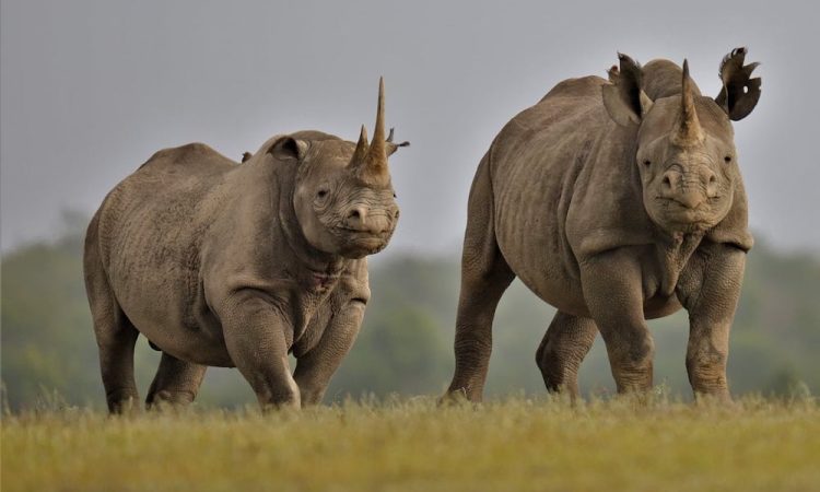 Lake Nakuru Rhinoceros Sanctuary