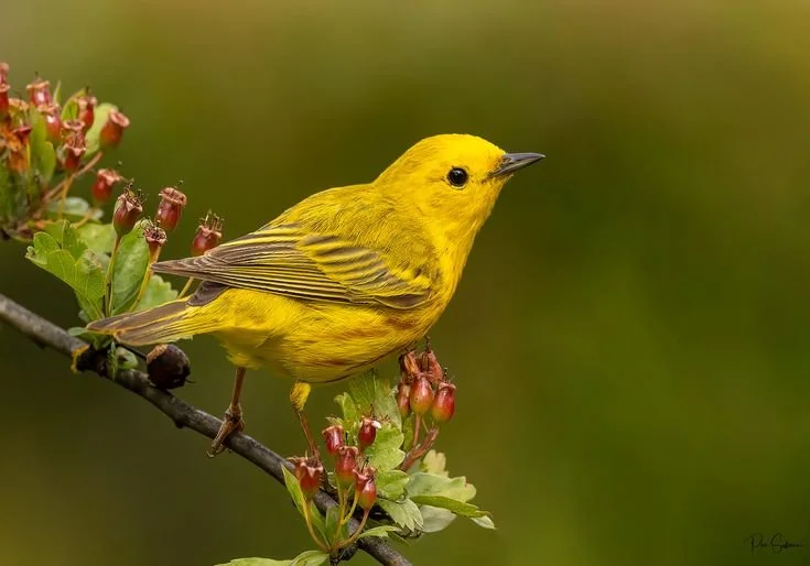 Albertine Rift Endemic Birds