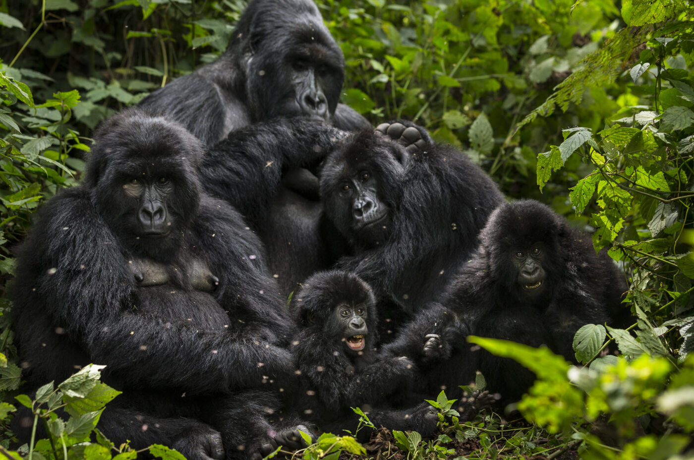 Mountain Gorilla Family