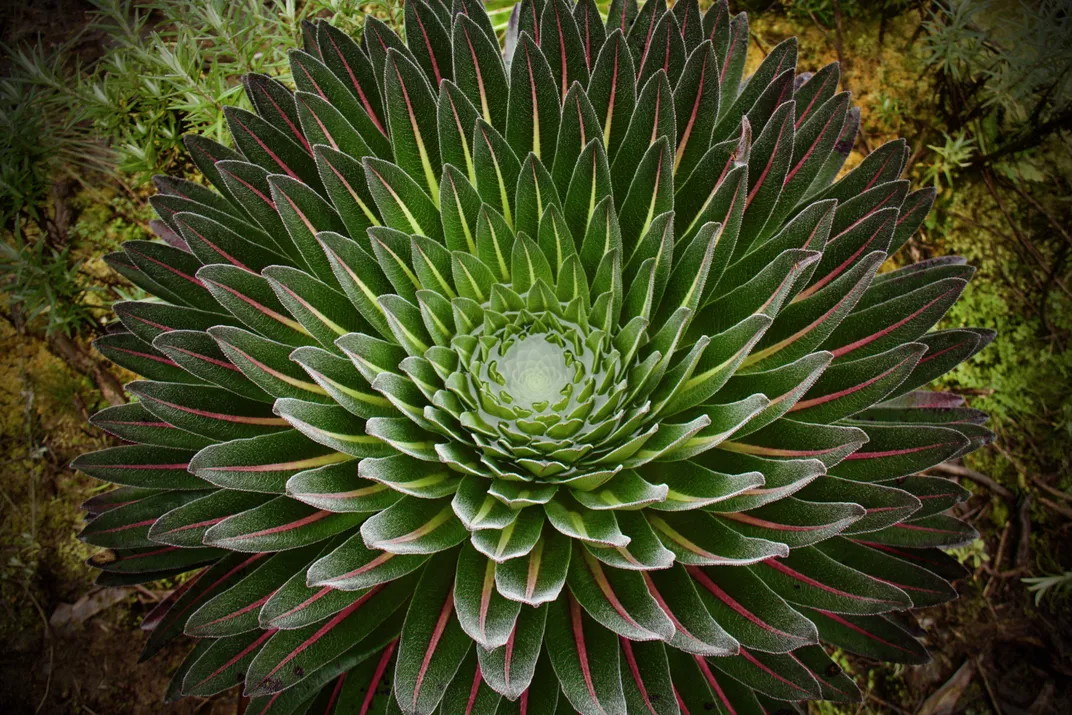 Giant Lobelia Flora