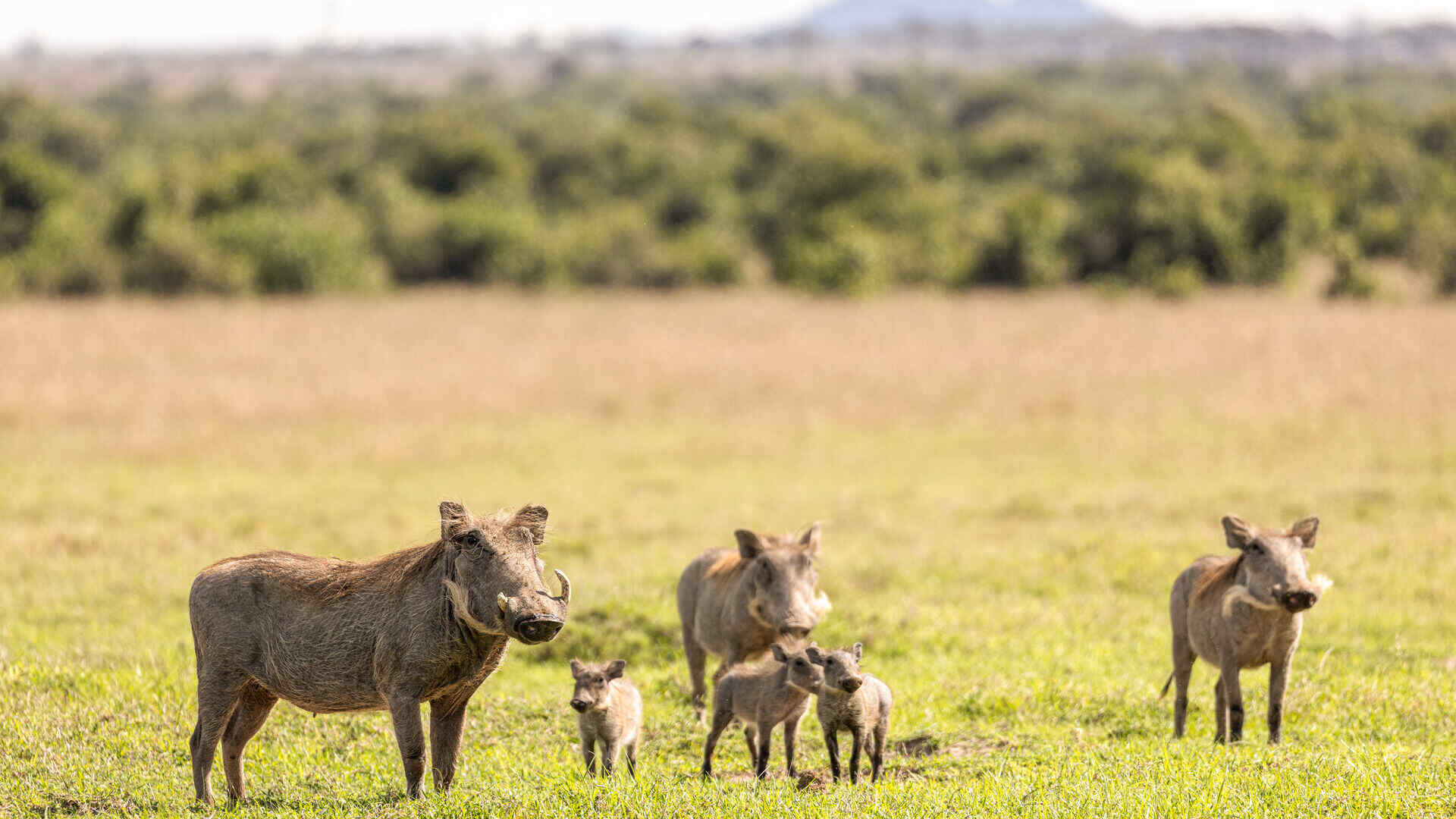Ol Pejeta Plains