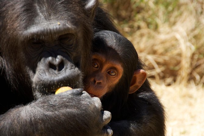 Sweetwaters Chimpanzee Sanctuary