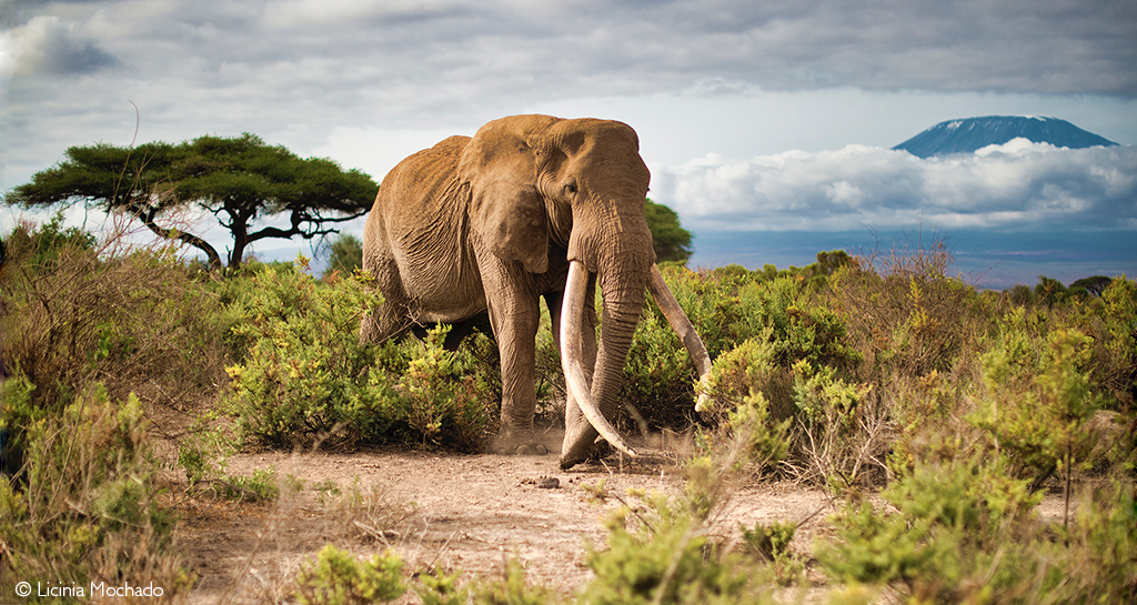 Amboseli elephants