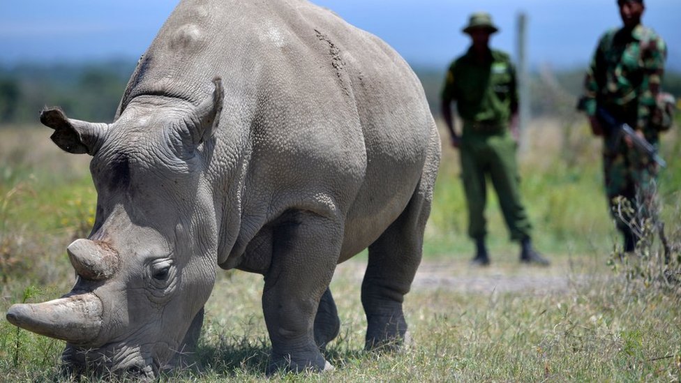 Northern White Rhinos Protection