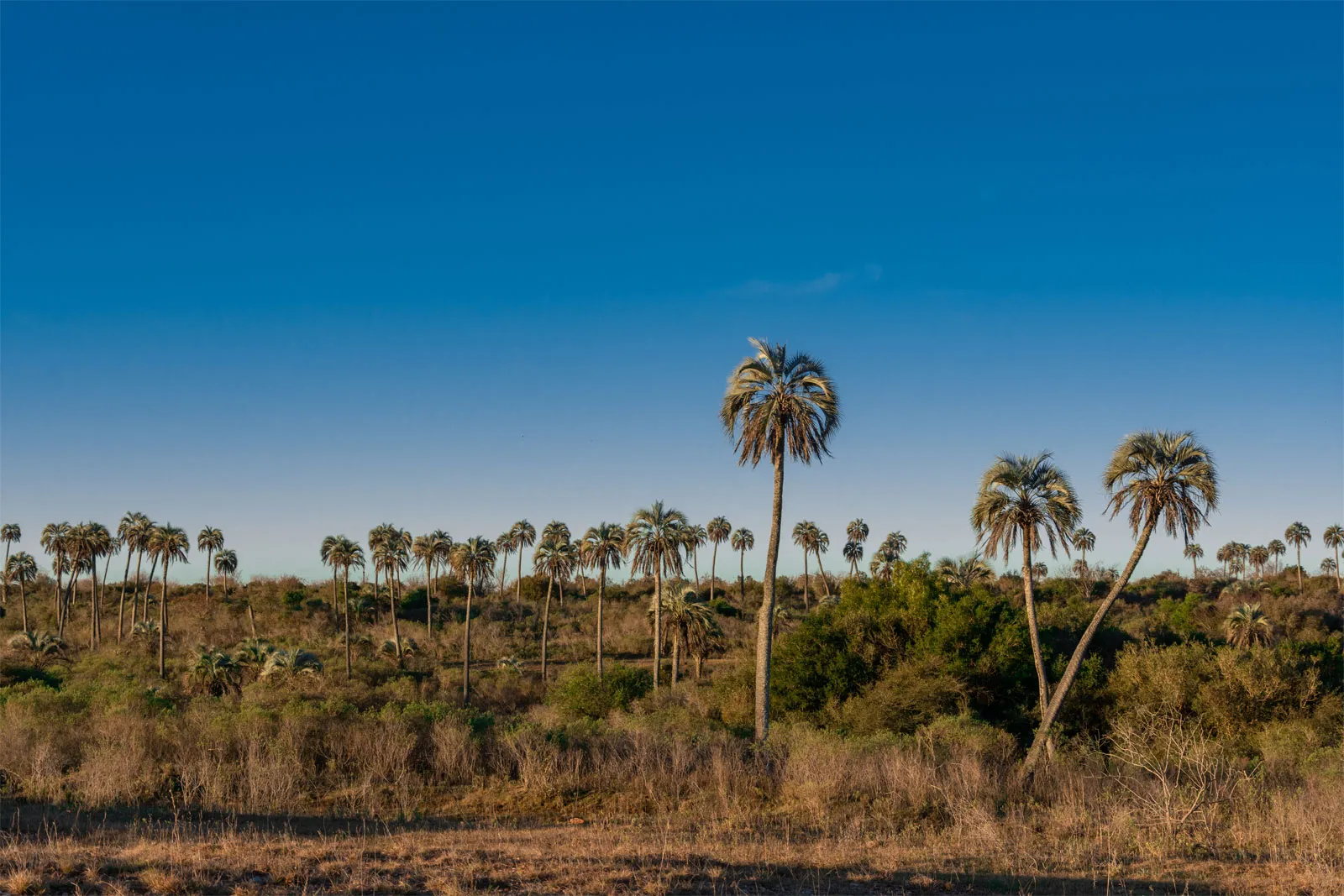 Borassus Palm Savanna Plains