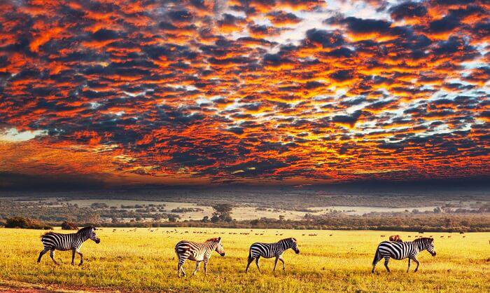 Central Serengeti Plains