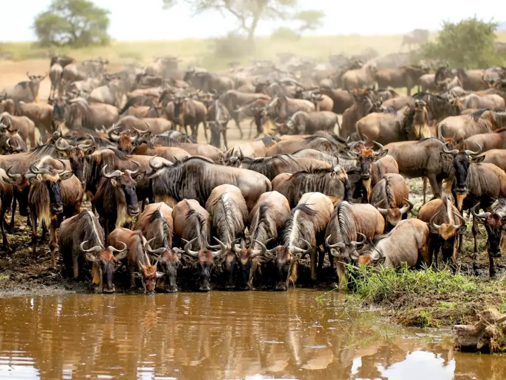 Great Migration Circle of Life