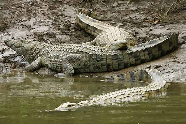 Nile Crocodiles on the Riverbank