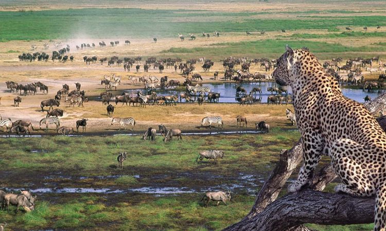 Ngorongoro Crater Floor Safari