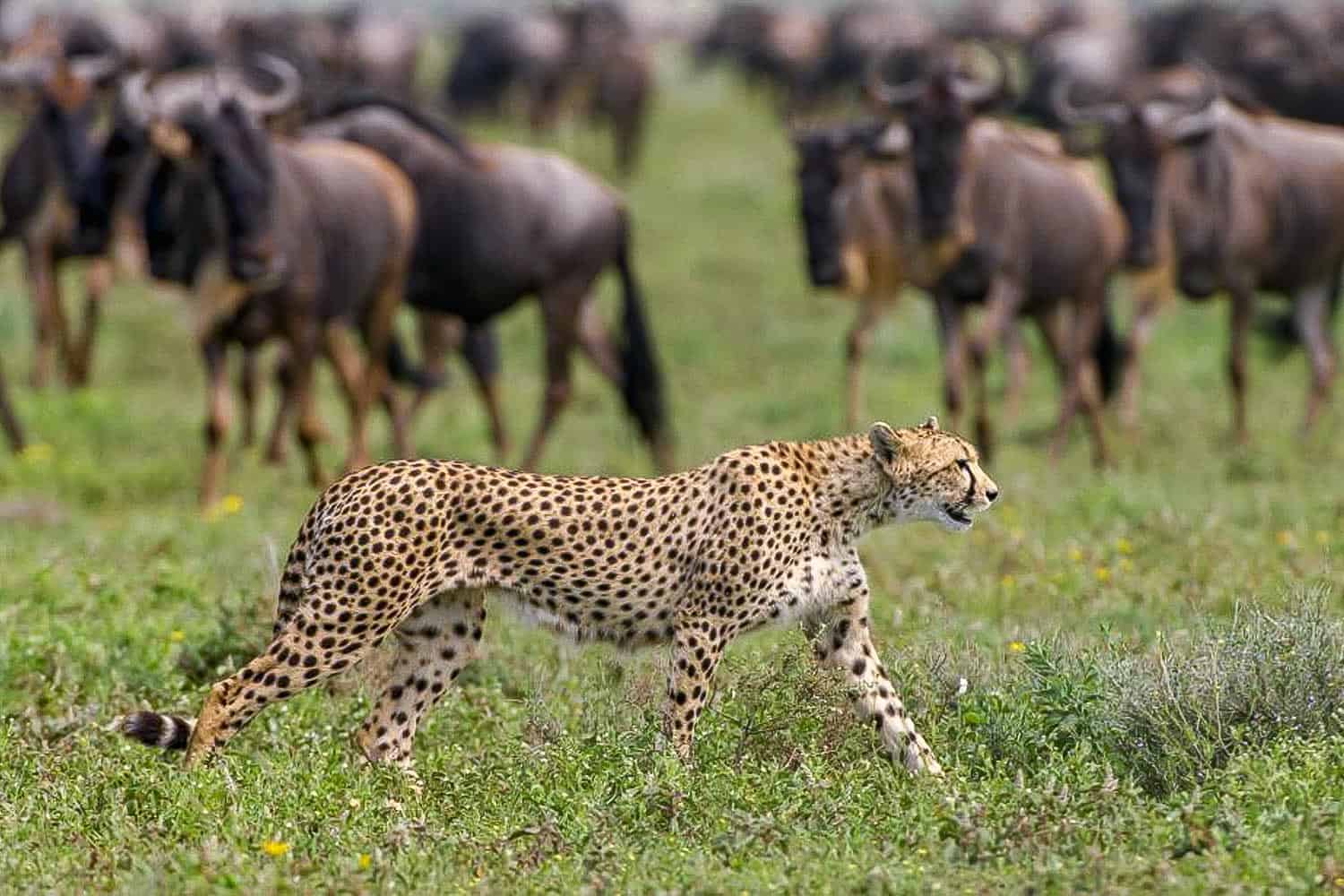 Central Serengeti Plains Tracker