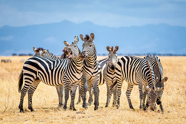 Tarangire National Park Wildlife