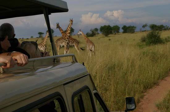 Murchison Big Game Tracking and Nile Launch Cruise