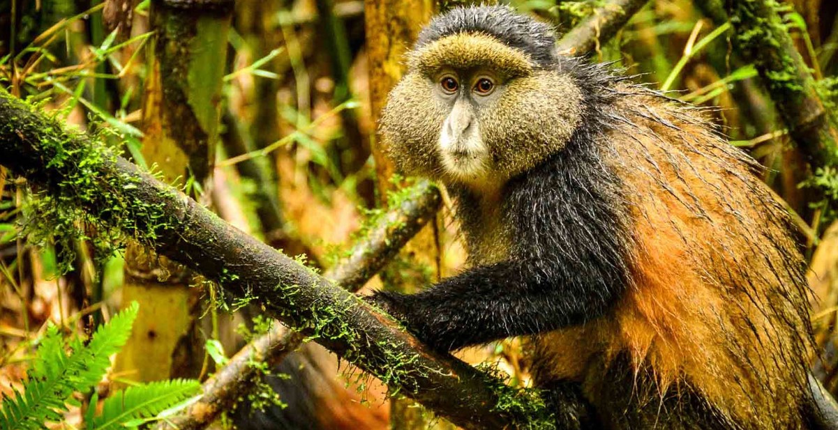 Endangered Golden Monkey Trekking Field Audit