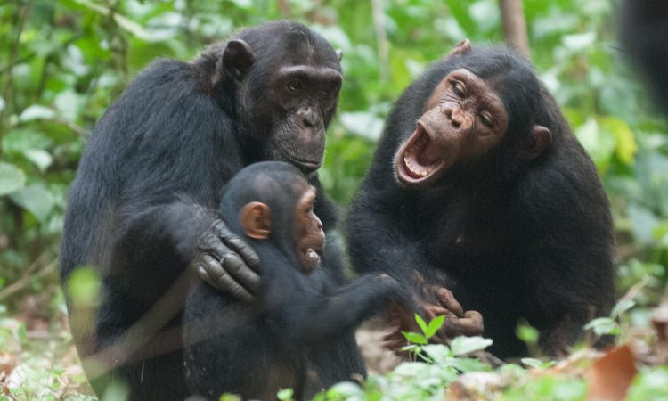 Chimpanzee Tracking Field Operations